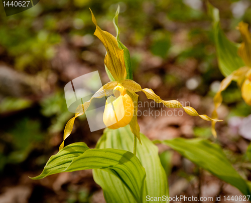 Image of Wild orchid by Appalachian trail