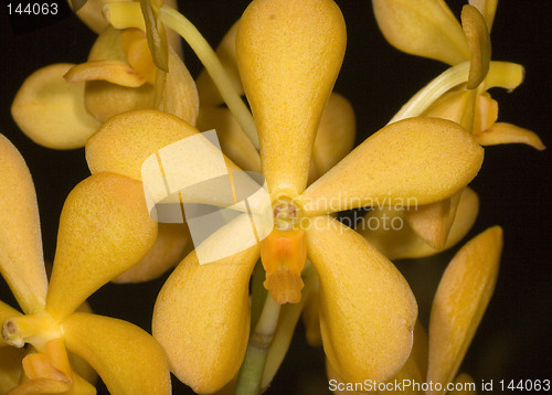 Image of Yellow Orchid