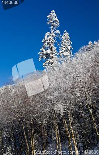 Image of Pine trees covered in snow on skyline