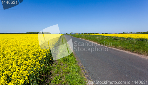 Image of Oilseed rape blossoms