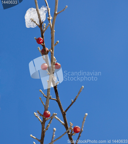 Image of Red berry against a ice crystals