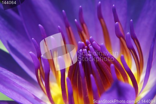 Image of Waterlily