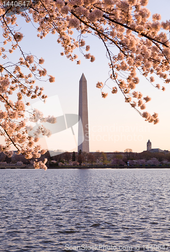 Image of Cherry Blossom and Washington Monument