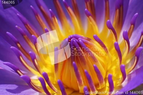 Image of Purple Waterlily