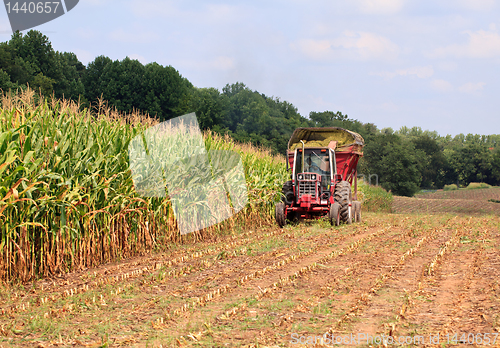 Image of Rows of corn ready for harvest