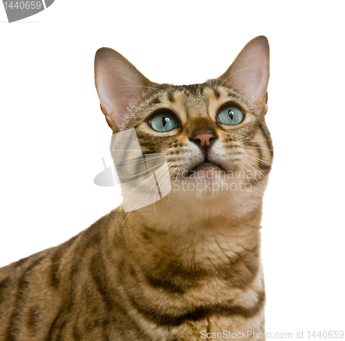 Image of Bengal cat looking with pleading stare