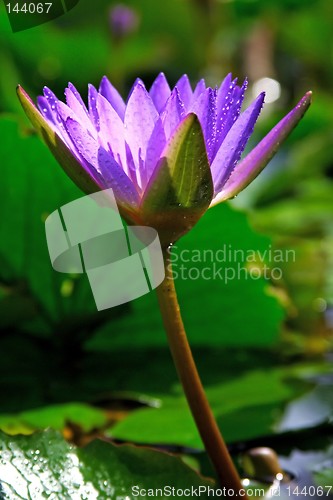 Image of Waterlily