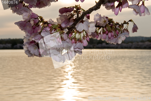 Image of Cherry Blossom in front of sunset