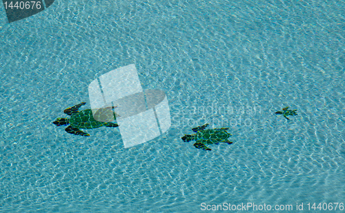 Image of Three turtles in swimming pool