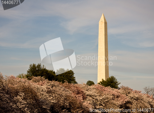 Image of Cherry Blossom and Washington Monument