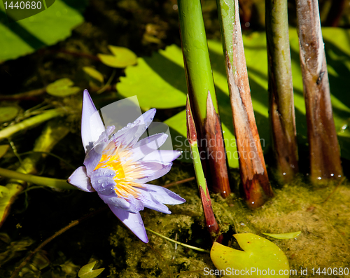 Image of Water Lily in pond