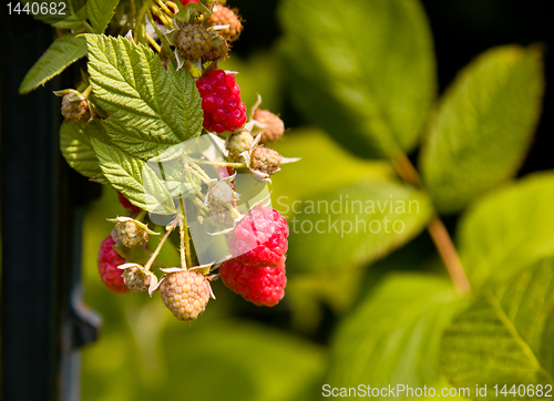 Image of Raspberry berry growing on vine