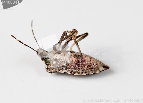 Image of Stink bug lying on back