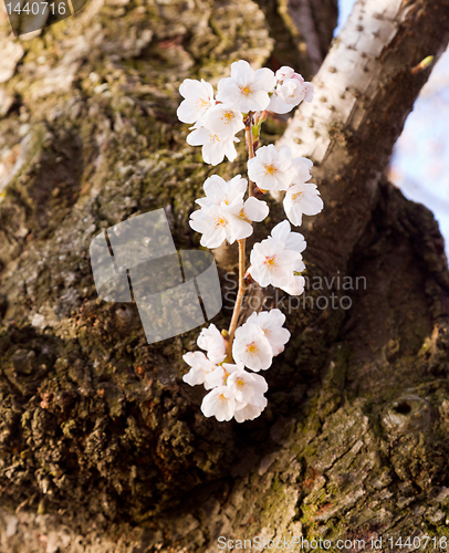 Image of Cherry Blossom Trees by Tidal Basin