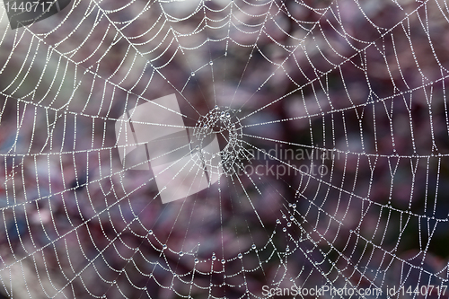 Image of Cobweb on misty morning
