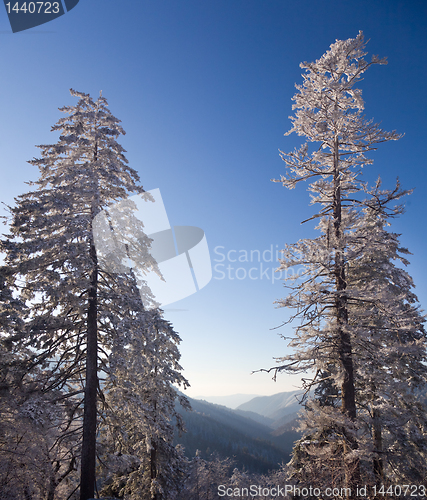 Image of Pine trees covered in snow on skyline