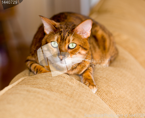 Image of Bengal kitten with open stare