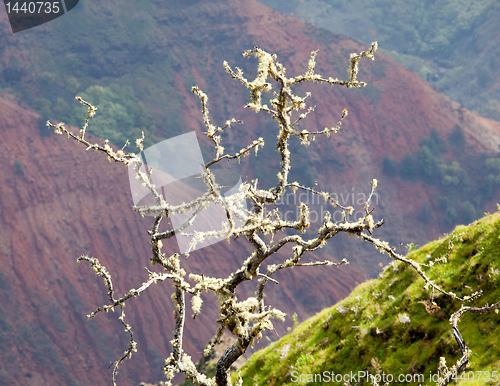 Image of Yellow lichen on tree twigs