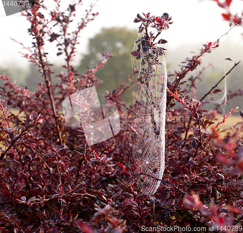 Image of Cobweb on misty morning