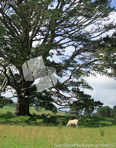 Image of Rolling countryside in New Zealand