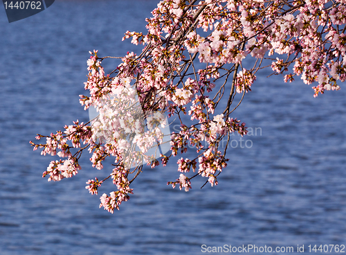 Image of Cherry Blossom Trees by Tidal Basin