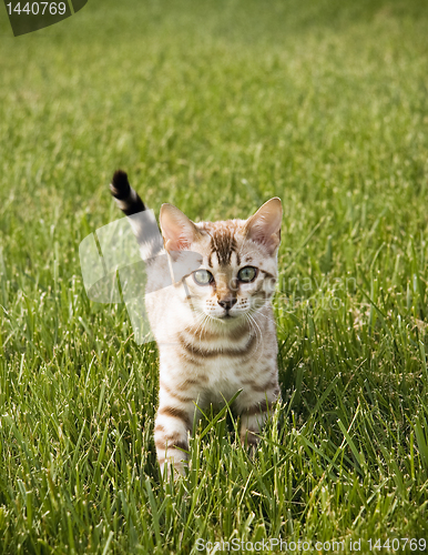 Image of Young Bengal Kitten facing camera