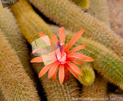 Image of Cleistocactus Winteri flower
