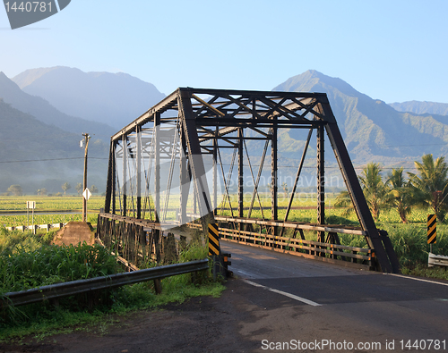 Image of Taro plants at Hanalei Bridge