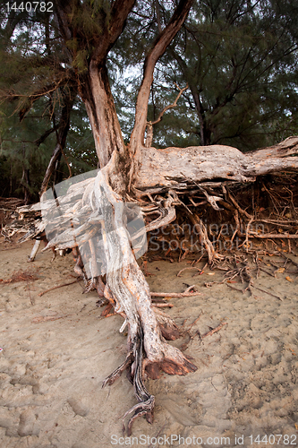 Image of Exposed tree roots