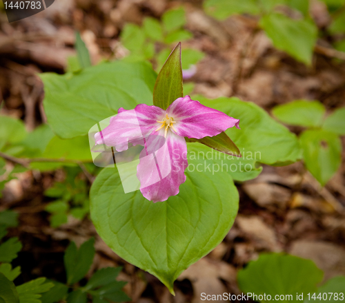 Image of Mauve trillium in forest