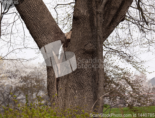 Image of Old tree with cracked branch