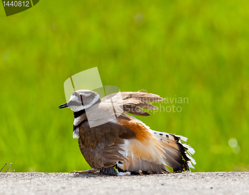 Image of Killdeer bird warding off danger