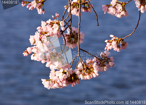 Image of Cherry Blossom Trees by Tidal Basin