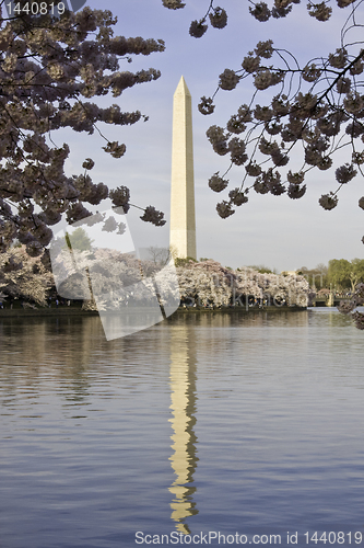 Image of Washington Monument framed with Cherry Blossoms