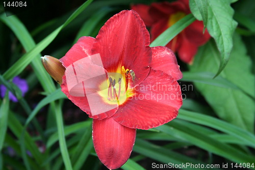 Image of Lily with bee