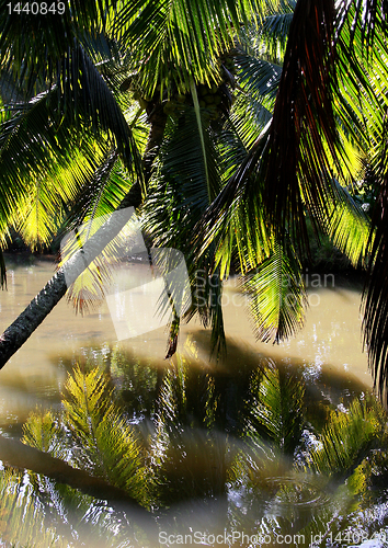 Image of Fern leaf against the river