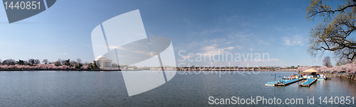 Image of Panorama of Tidal basin with cherry blossoms