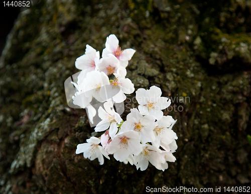 Image of Single cherry blossom on branch