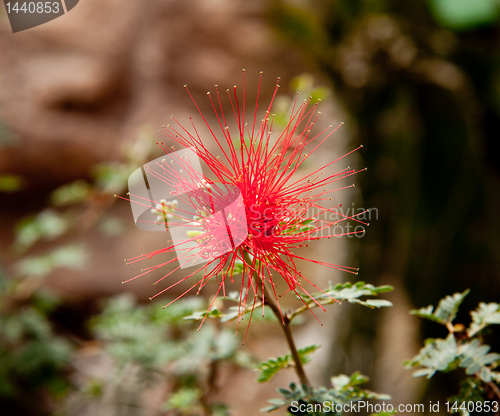 Image of Baja Fairy Duster flower