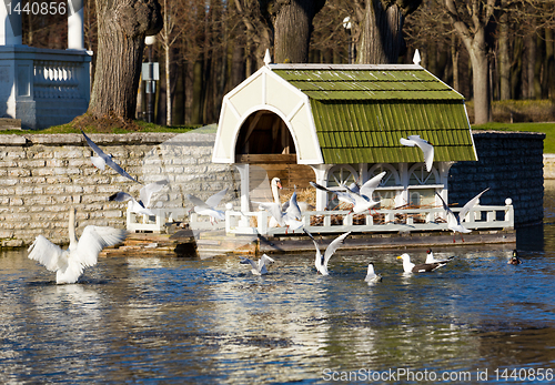 Image of Swan on nest in Tallinn