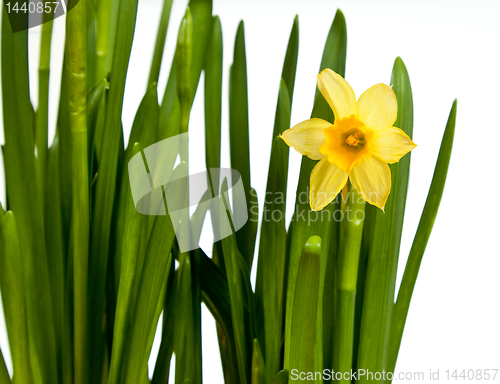 Image of Single minature daffodil isolated