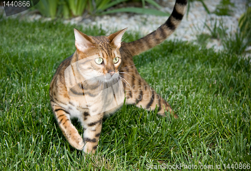 Image of Orange Bengal cat in tense pose