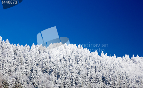 Image of Pine trees covered in snow on skyline