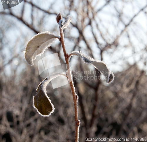 Image of Sunlight on frosted leaves