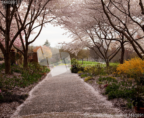 Image of Cherry blossom petals fall on path