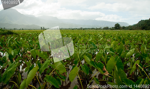 Image of Taro plants in Hanalei valley