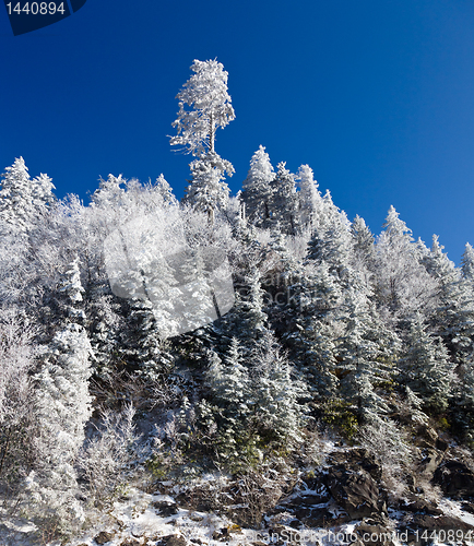 Image of Pine trees covered in snow on skyline