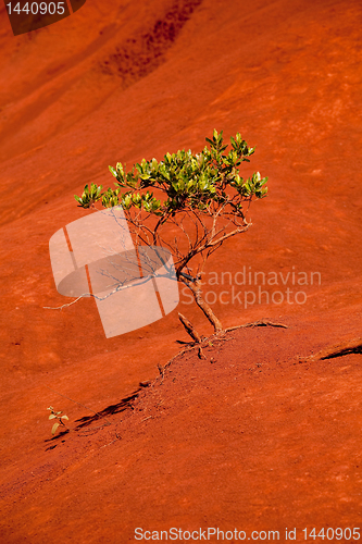 Image of Green tree in Waimea Canyon