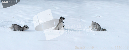 Image of Tryptic of dog in snow