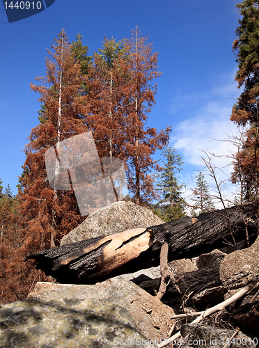 Image of Scorched trees after forest fire